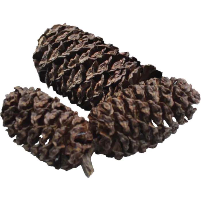 DENNERLE Black Cones Default Title