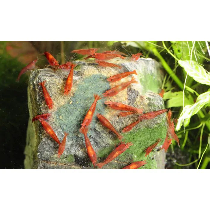 DENNERLE Shrimp King Yummy Gum Default Title