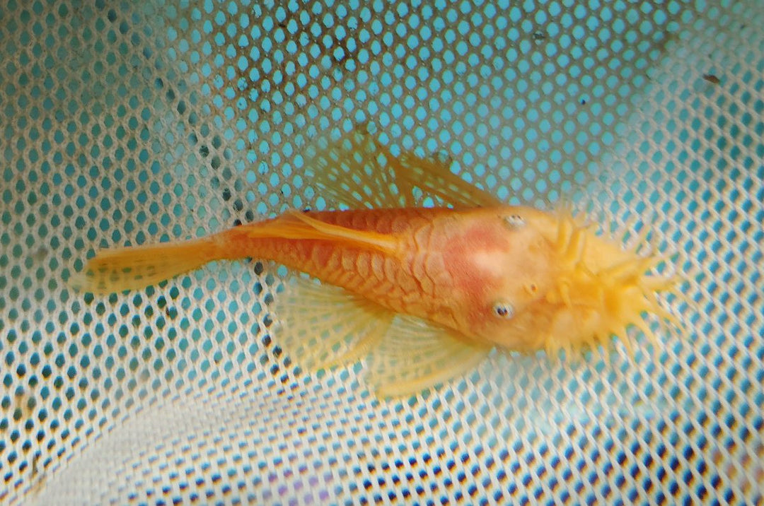 United Aquatics Cls004 North American Thunderbolt XL 23 Inches Long