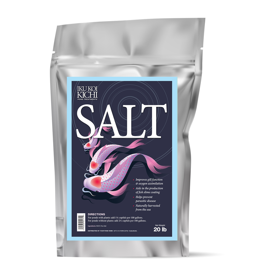IKU KOI KICHI Salt
